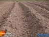 20160422knollenplantencorsozundert009