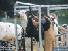 20160806boerendagrijsbergen046